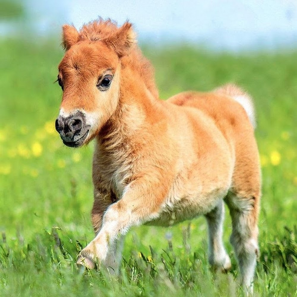 Meet your Posher, Ellen